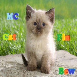 เซิฟ MC-CAT FIN.NET